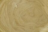Polished Devonian Domal Stromatolite Slab - Russia #365091-1